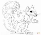 Coloring Squirrel Gray Eastern Pages Drawing Squirrels Draw Printable Preschool Print Cartoon Drawings Color Step Sheet Animals Animal sketch template