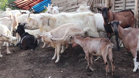 herd  goats stock footage video  royalty   shutterstock
