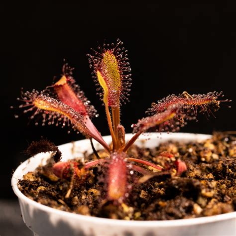 drosera  hercules carnivoreszone