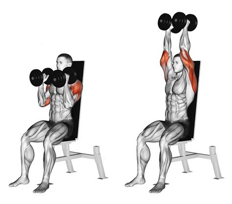shoulder press muscles worked benefits technique