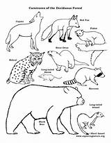 Coloring Forest Food Carnivores Deciduous Chain Pages Drawing Printable Web Animal Temperate Animals Exploringnature Fence Color Drawings Link Getcolorings Getdrawings sketch template