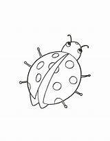 Biedronka Coccinella Ladybird Ladybug Kolorowanka Lotu Przygotowania Mamydzieci sketch template