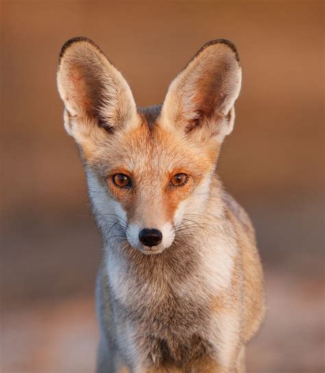 desert fox stock photo image  qitbit biology portrait