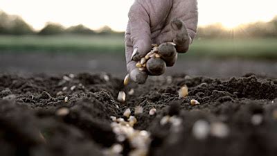 mamabishop sowing seeds