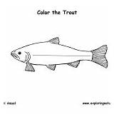 Fish Trout Coloring Category sketch template