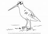 Woodcock Drawing American Step Draw Tutorials Drawingtutorials101 Birds sketch template