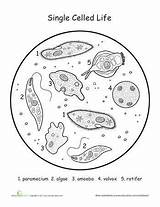 Organisms sketch template