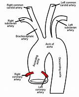 Arch Aortic Aorta Branches Artery Ascending Brachiocephalic Left Three Boundless Anatomy Physiology Arteries Carotid Trunk Parts Routes Diagram Has Circulatory sketch template