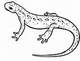 Salamander Newt Coloring Clipart Drawing Clip Spotted Pages Designlooter Template Clipground 342px 11kb sketch template