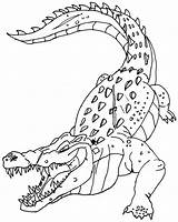 Cocodrilos Krokodil Ausmalbilder Printable Colouring Crocodilos Malvorlagen Facil Library Letscolorit sketch template