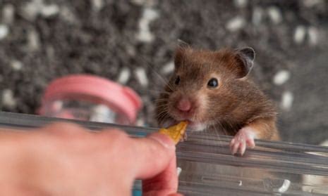 hamsters  transmit covid  humans data suggests coronavirus  guardian