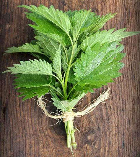 nettle leaves google search   stinging nettle medicinal wild