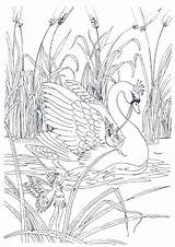 Swan Coloring Pages Printable Books Categories Similar sketch template