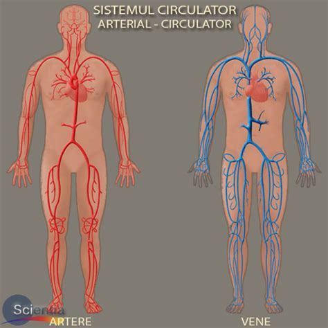 functionarea corpului uman care este diferenta dintre vene si artere