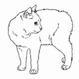 Manx Cat Drawing sketch template
