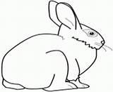 Paques Lapin Oeuf Bandes Realiste Coloriages Gratuits Jecolorie sketch template