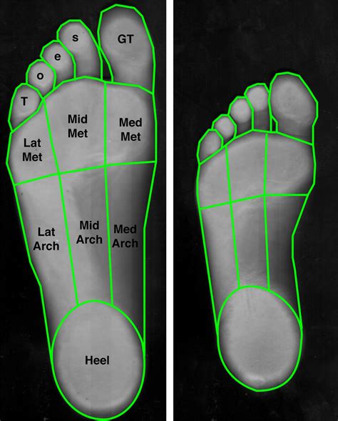 foot sole area measurement  surface areas    individual