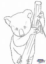 Bear Coloring Koala Bears Categories sketch template