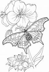 Coloring Adult Pages Butterfly Web Drawing Line Visit Colorful Sheets sketch template