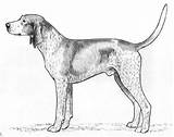 Coon Hound Bluetick Coonhound sketch template