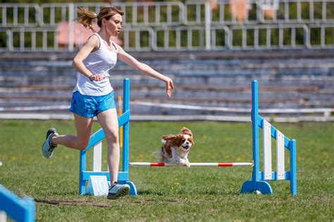 enroll  competition agility training  chicago