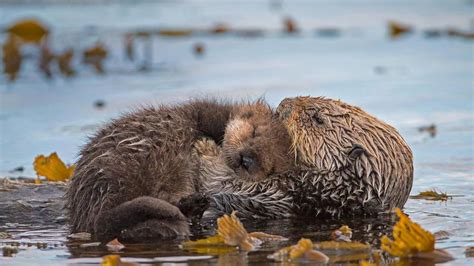 Sea Otter Mother And Newborn Pup In Monterey Bay