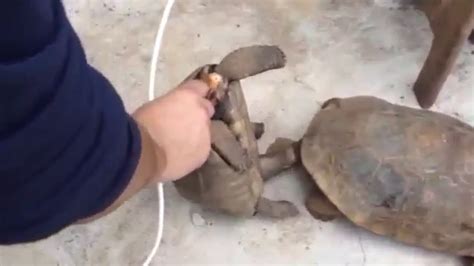 turtle s sex with female turtle youtube