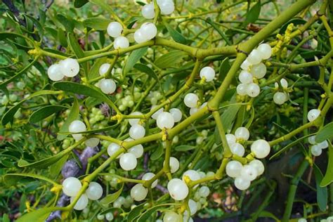 15 Secret Health Benefits Of Mistletoe You Probably Didn’t Hear Of