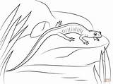 Salamander Ausmalbild Getcolorings Caecilian sketch template