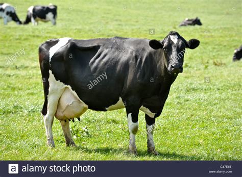 Large Friesian Cow Standing In A Lush Green Field Looking