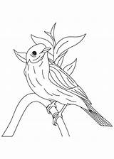 Coloring Bluebird Kolibri Humming Kategorien ähnliche sketch template