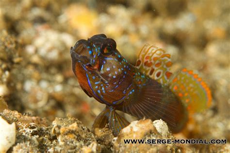 colourful yawning goby nad lembeh resort
