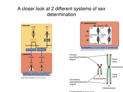 Ppt Sex Determination And Sex Linked Traits Powerpoint Presentation