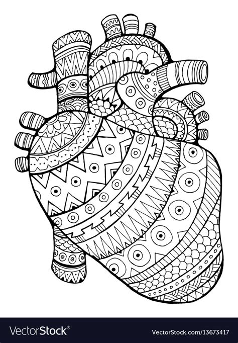 anatomical heart coloring book vector  adults stock vector images
