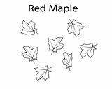 Maple Pages Coloring Leaf Red Toronto Printable Colouring Leaves Freecoloring sketch template