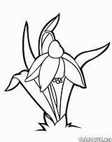 Snowdrop Coloring Flowers Pages Line Snowdrops Da Flower Drawings Drawing Google Lily Gif Bambini Per Colorkid Salvato sketch template