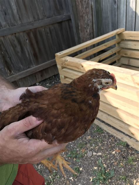 rhode island red 4 weeks old backyard chickens learn how to raise