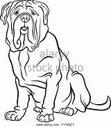 Mastiff Pages Coloring Getcolorings Animal Color sketch template