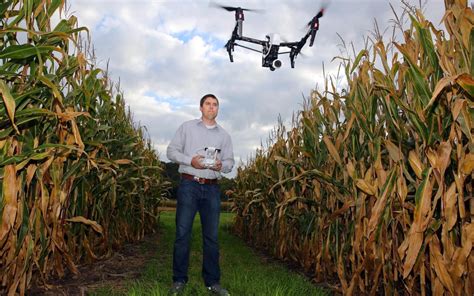 man standing   middle   corn field   remote control plane flying