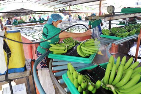 ecuador exportaciones de banano generan usd  millones en  meses del  portalportuario