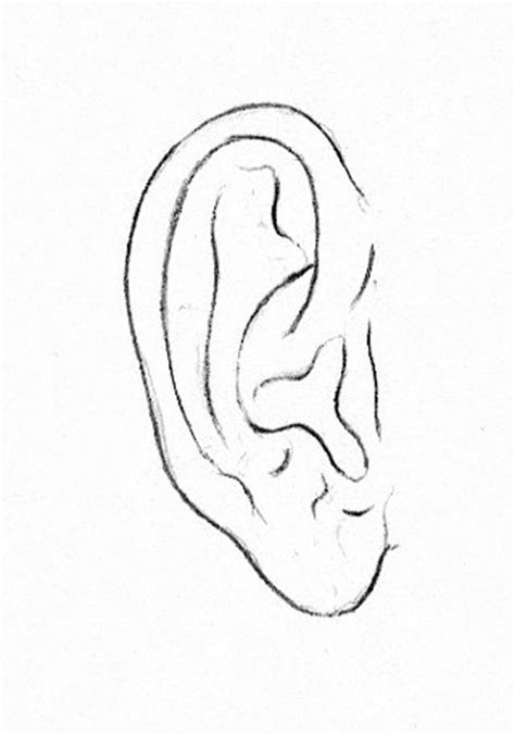 drawing  ear learn   draw