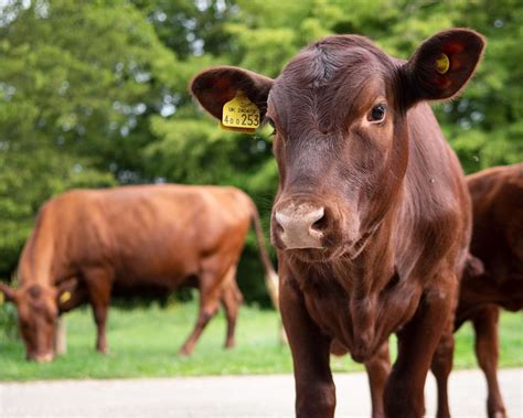tip  hatfield forests cattle  find pastures   winter