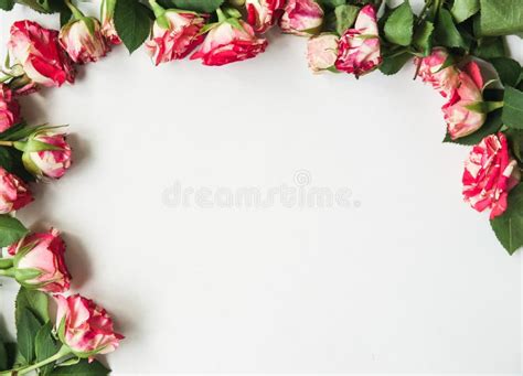 beautiful white background  flowers   edges stock image