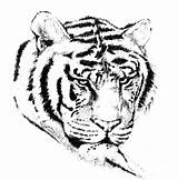 Coloring Tiger Frank Lisa Pages Printable Comments Library Clipart Coloringhome sketch template