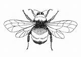Bee Coloring Bumblebee Outline Bumble Drawing Clipart Bees Clip Line Pages Queen Scientific Patterns Pyrography Getdrawings Library Designs Edupics Honey sketch template