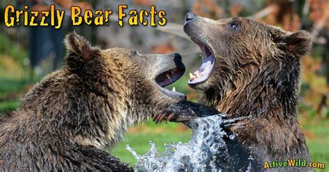 grizzly bear facts  kids students pictures information video