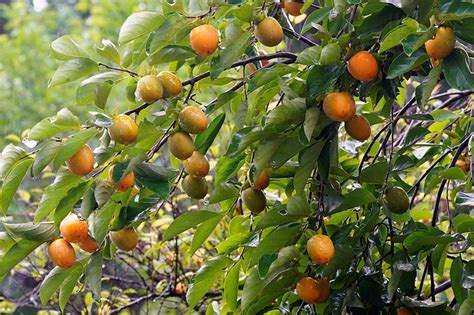 grow  persimmon tree  delicious persimmon fruit