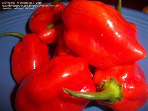 plantfiles pictures habanero pepper caribbean red capsicum chinense