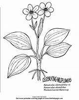 Coloring Buttercup Pages Flower Printable Popular Getdrawings Drawing sketch template