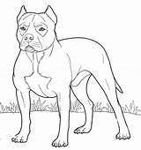 Pitbull Colorear Pit Terrier Cani Desenho Zum Cane Colouring Pitbulls Kolorowanka Hunde sketch template
